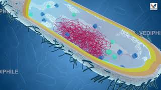 Bacterial Cell Structure and Functions  Microbiology lecture  Biology 3D Course  NEET 2021 [upl. by Yetnom535]