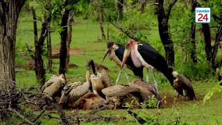 Graphic Content Vultures and marabou storks feast on hyena carcass [upl. by Kral]