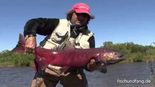 Lachs Fliegenfischen in Alaska [upl. by Imugem877]