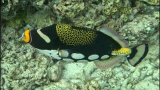 A Beautiful Clown Triggerfish 2024 [upl. by Bjorn]