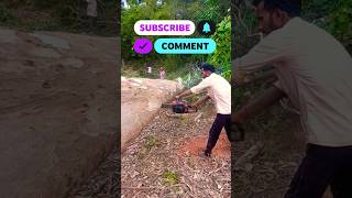 Khatarnak trees cutting skillsstihlchainsaw stihlms381 🤣🤣🤣 [upl. by Atthia]