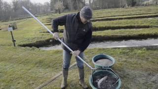 La reproduction des truites à la pisciculture [upl. by Meuse]