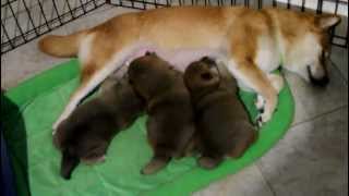 Amamantando a sus cachorros shiba inu  Feeding shiba inu pups Wise Suko does it [upl. by Sylvia]