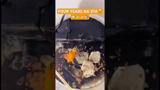 APAT NA TAON NA ANG GOLDFISH KO😮🐟 pet goldfish care viralvideo shortvideo like subscribe [upl. by Elenaj]