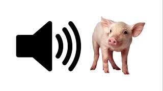 Baby Pig  Sound Effect  ProSounds [upl. by Benisch902]