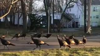 17 Turkeys Circling a Dead Cat to the Beat of The Bell Sinfonia From Saul [upl. by Hance]