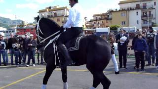 Cavallo Frisone Friesian horse [upl. by Mata]