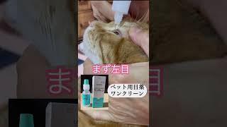 上手な目薬の差し方 左右片方ずつ順不同ポイントは猫ちゃんに目薬が見えないように後ろからさす！ [upl. by Midian]