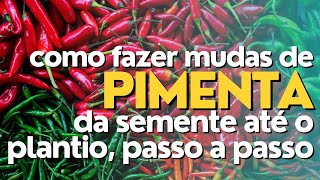 Como fazer mudas de Pimenta da semente até o plantio passo a passo🌱🌱🌱 [upl. by Syverson]