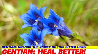 Gentian Unlock the Power of this Bitter Herb [upl. by Anival888]