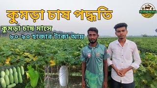 কুমড়া চাষ করে ১২০০০০ টাকা আয়  চাষ পদ্ধতি ও আয় ব্যয়  সহজ পদ্ধতিতে কুমড়া চাষ  সবজি চাষ [upl. by Donaghue124]