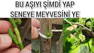 Dut Ağacına Bir Yılda Meyve Verdiren Aşı [upl. by Parks]