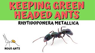 Keeping Green Headed Ants  Rhytidoponera metallica  NOVO ANTS [upl. by Gnok]