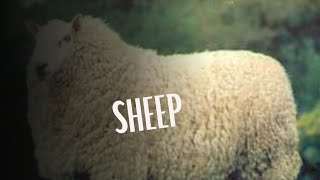 Sheep were one of the first and most successful domesticated species in the world [upl. by Onileba947]