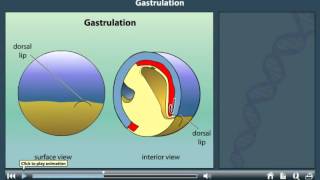 Gastrulation animation [upl. by Modnarb]