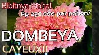 DOMBEYA CAYEUXII [upl. by Annahaj282]