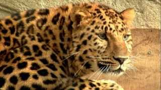 Amur Leopard or Manchurian Leopard Panthera pardus orientalis  Amurleopard [upl. by Norha413]