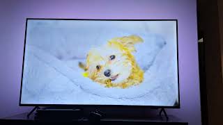 Philips Ambilight  55quot PUG790878  4K HDR [upl. by Eupheemia]