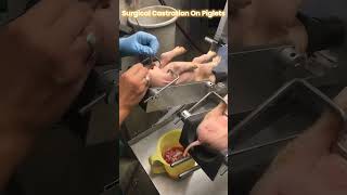 Surgical castration on Piglets [upl. by Bree]