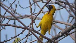 Southern masked weaver building a nest and call [upl. by Yntirb]