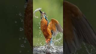 Kingfisher bird 🐦‍🔥 kingfisher kingfisherbird birds bird wildlife shortsfeed youtubeshorts [upl. by Talich686]