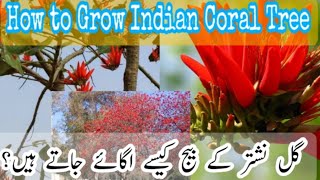 How to Grow GulENishtar Tree  Growing Indian Coral Tree from seeds  Gardening and Junk Art [upl. by Bock]