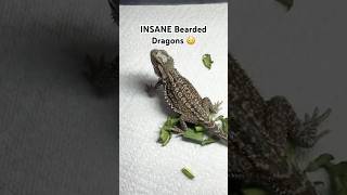 ✅ BLACK Bearded Dragon 🐉 [upl. by Ominoreg870]