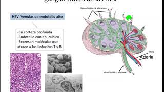 Histovideos Histofisiología del ganglio linfatico [upl. by Furr81]