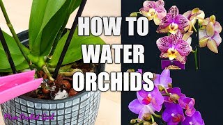 Orchid Care for Beginners  How to water Phalaenopsis Orchids [upl. by Fiertz]