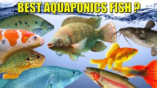 The BEST Fish For Aquaponics 🐟🐠🦈 [upl. by Willock]