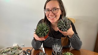 2 Best Ways to Propagate Haworthia Succulents FAST  Angels Grove Gardening [upl. by Ignatius]