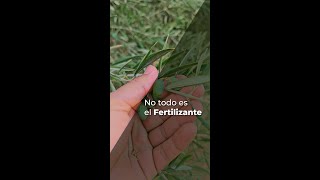 NO TODO ES EL FERTILIZANTE [upl. by Etty]