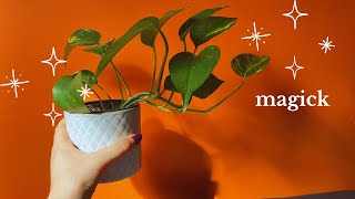 🌱everything I know about houseplant magick [upl. by Endo]