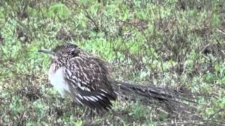 Fat Texas Roadrunner Bird [upl. by Ashla]