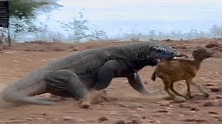 Komodo dragon attacks small Baby Goat 😱 [upl. by Laehcim]