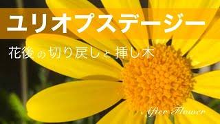 【ユリオプスデージー】花後の切り戻しと挿し芽 ／ 【Euryops pectinatus】Cutting back and Cutting buds after flowering [upl. by Atsirc]