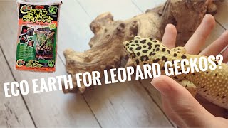 Pros and Cons of Eco Earth for Leopard Geckos  Leopard Gecko Substrate Series Part 3 [upl. by Soilissav]