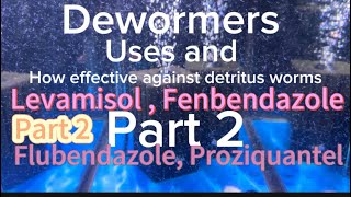 Dewormers uses and effect on Detritus worms fenbendazole Praziquantel flubendazole levamisole [upl. by Hamehseer]