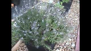 Gardening Tips Attracting Bees With Basil [upl. by Nosneb]