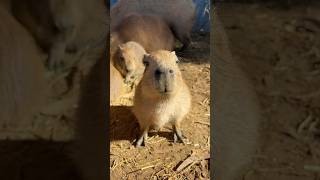 Baby capybara dalat capibara capybaralove capybara [upl. by Pavier]