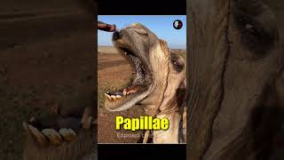 How do Camels Eat Cactus [upl. by Einaej]