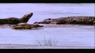 Gustave The Giant Nile Crocodile VS The Hippopotamus Discussion Video [upl. by Alger878]