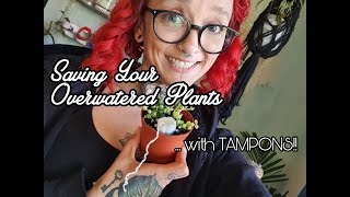 🌿 Plant Hack 🌿 Saving your overwatered plants with tampons  Plant Tips with Empress [upl. by Ronyam]