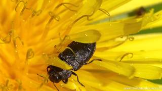 Vierpunkt Kiefernprachtkäfer Anthaxia quadripunctata [upl. by Pierette845]