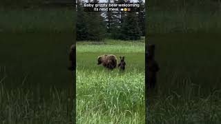 Baby Bear Cub Waves To The Camera 😁 [upl. by Collete389]