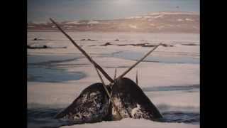 What do narwhals use their tusks for [upl. by Repohtsirhc]