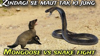 Mongoose Vs Snake Fight  Mongoose Vs Snake Story  Mongoose Vs Snake Real Fight  by Shama beast [upl. by Ylus926]