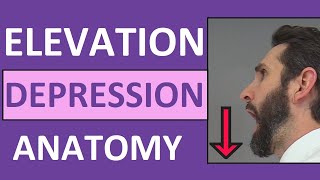 Elevation and Depression Anatomy Body Movement Terms Mandible amp Scapula [upl. by Zelle]