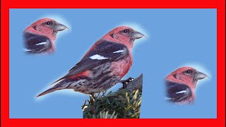 Two Barred Crossbill Song Two Barred Crossbill Song  Piquituerto Aliblanco Canto Loxia Leucoptera [upl. by Barra]