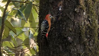 Rufousbellied Woodpecker in India [upl. by Inami376]